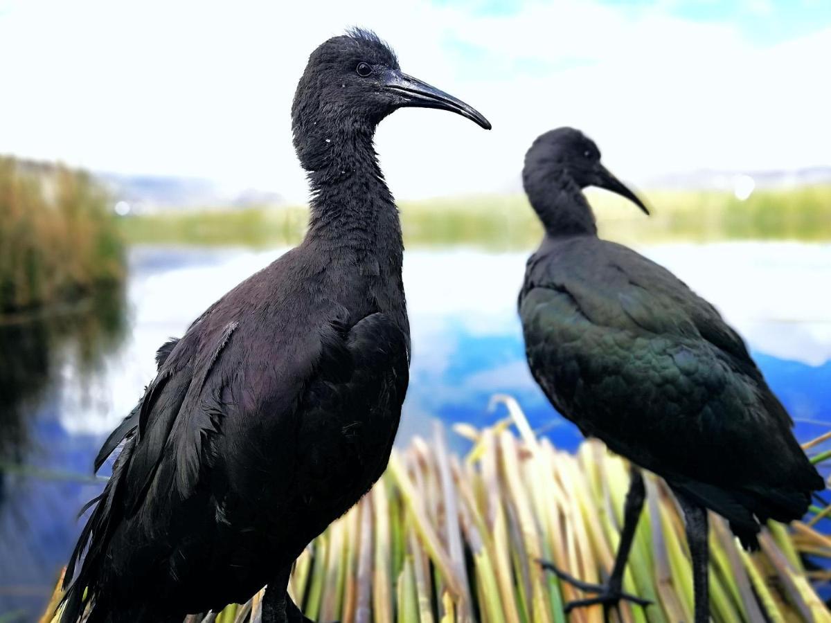 Ecoturismo, Los Uros Puno Luaran gambar