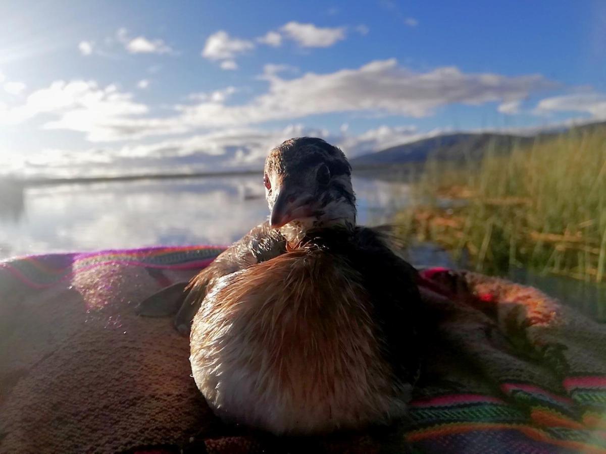 Ecoturismo, Los Uros Puno Luaran gambar